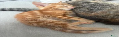 Mixed Breed long haired ginger tabby male Amber eyes 