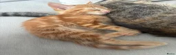 Mixed Breed cats for sale: Mixed breed kittens  - Advert 5