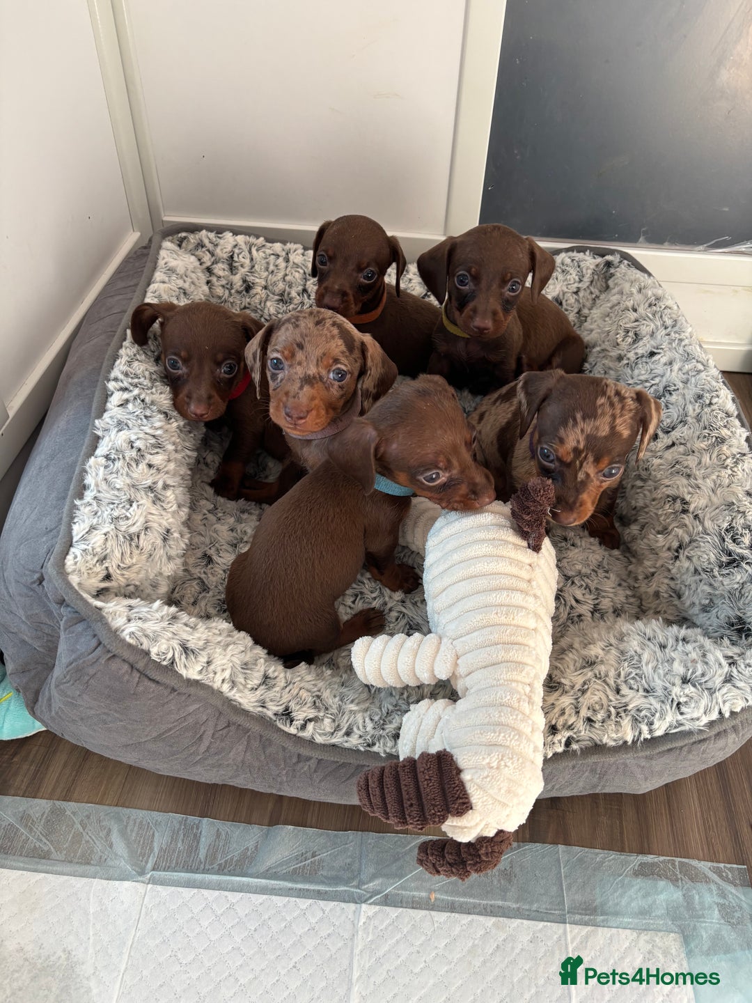 Miniature Dachshund dogs for sale: Beautiful miniature dachshunds  - Image 2