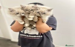 Siberian cats for sale: Blue eyed Adorable Siberian Neva masquerade  - Advert 9