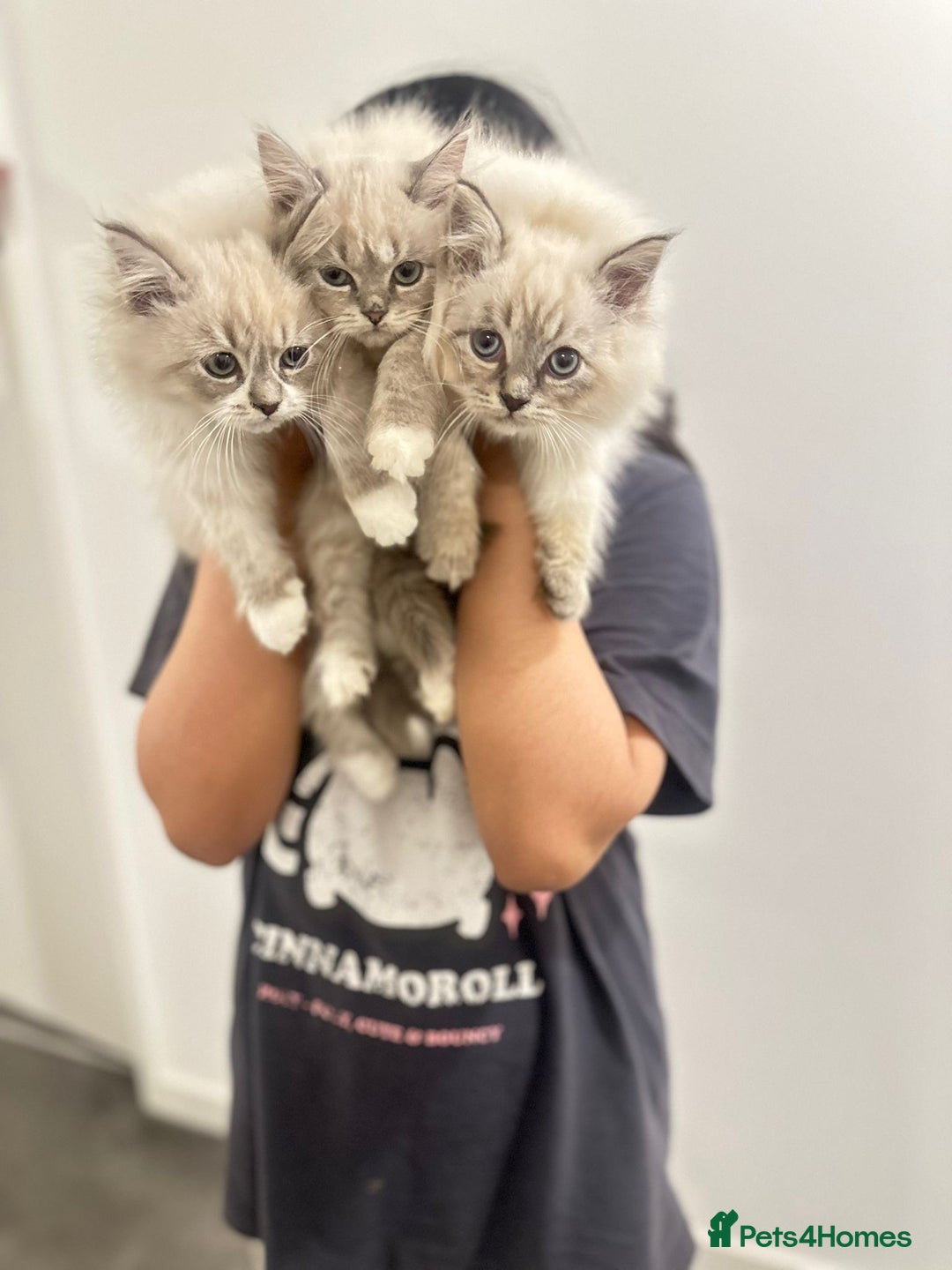 Siberian cats for sale: Blue eyed Adorable Siberian Neva masquerade  - Advert 9