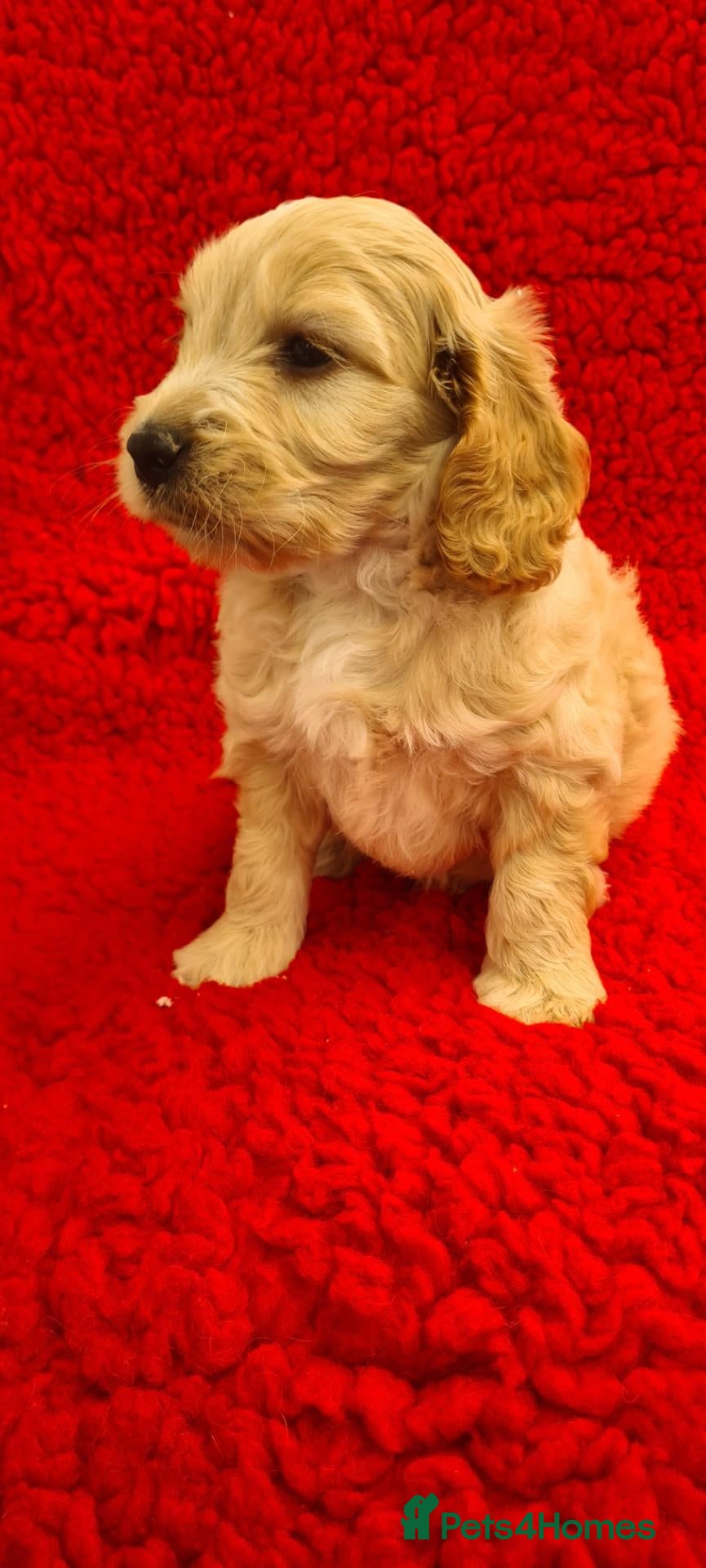 Cockapoo dogs Gorgeous F1 Cockapoos-Ready Now - Advert 2