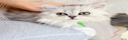 British Shorthair cats for sale: Last boy!! British longhair 🩶Ready to go 19/06 - Advert 1
