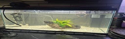 Bettas fish for sale: Female Betta and 3 bristlnose plecos - Advert 1