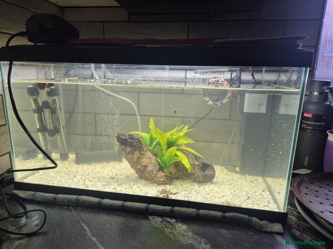 Bettas fish for sale: Female Betta and 3 bristlnose plecos - Advert 1
