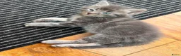Mixed Breed cats for sale: 6 Kittens  in Waterlooville - Advert 2