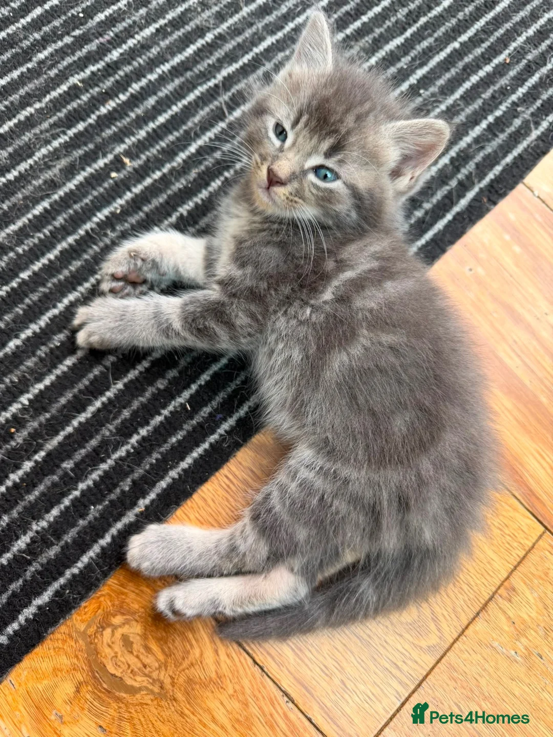 Mixed Breed cats for sale: 6 Kittens  in Waterlooville - Advert 2