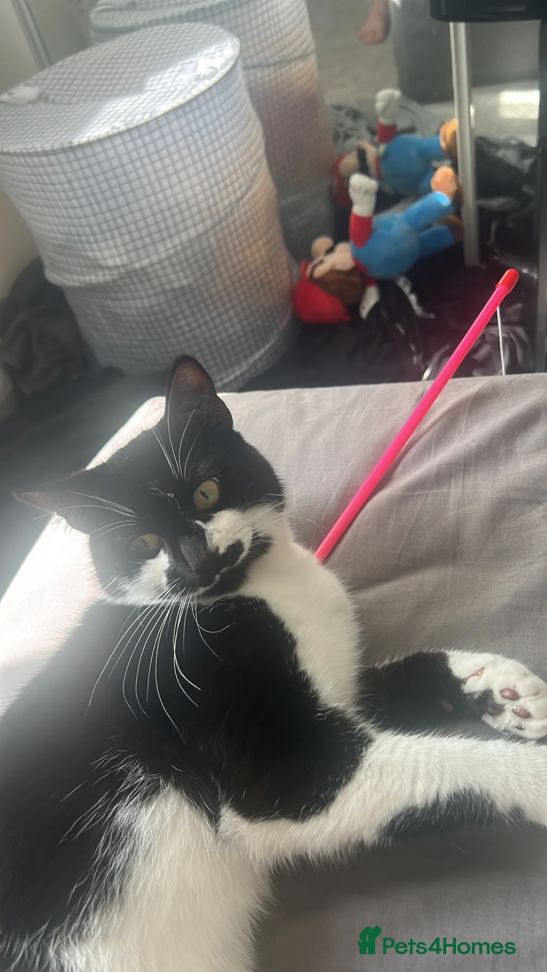 Mixed Breed cats for sale: Morpheus in Pontypridd - Advert 6