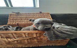 Staffordshire Bull Terrier dogs for sale: Blue and Black Staffordshire Bull Terriers - Image 13