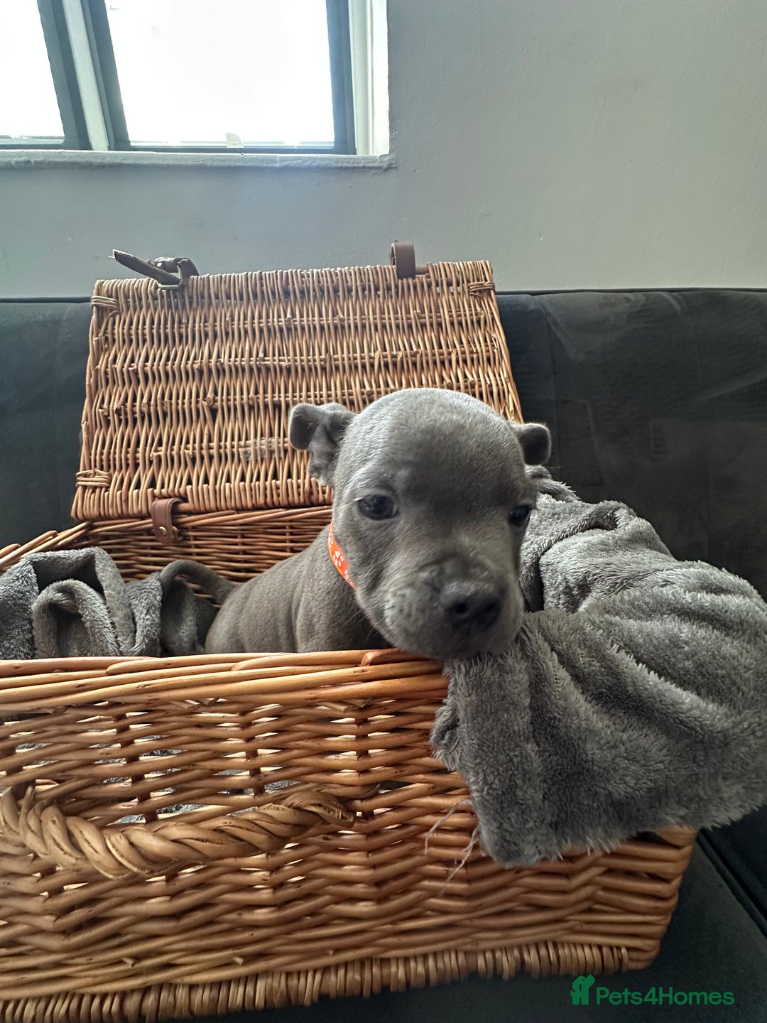 Staffordshire Bull Terrier dogs for sale: Blue and Black Staffordshire Bull Terriers - Image 13