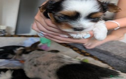 Biewer Terrier dogs for sale: Biewer terrier puppies  - Image 9