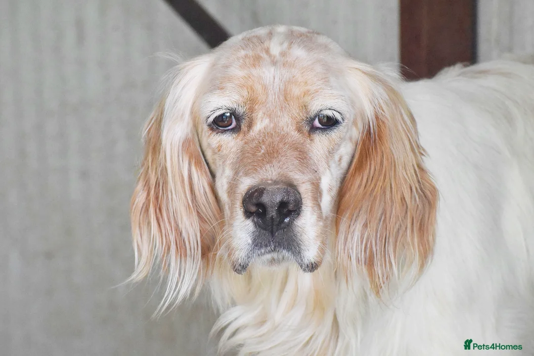 English Setter dogs for adoption: Angus in Newcastle upon Tyne - Advert 2