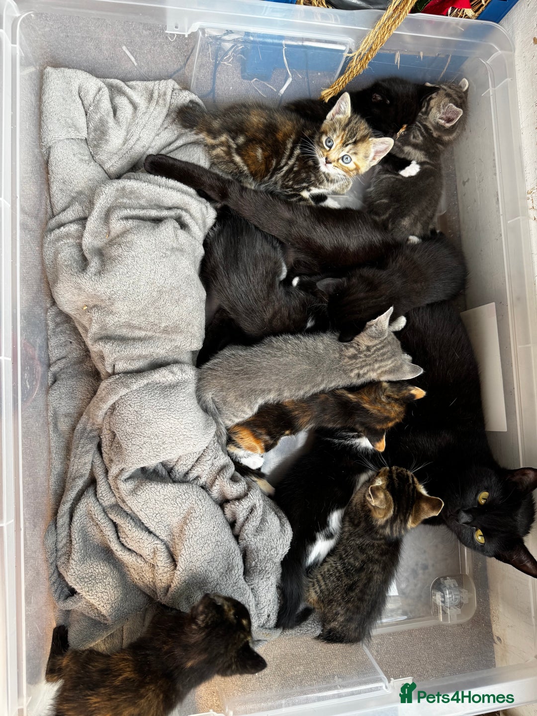 Bengal cats for sale: 11 Tortie, Tabby and Tuxedo Kittens - Image 12
