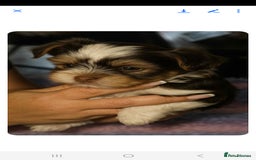 Biewer Terrier dogs for sale: Yorkshire  Biewer biro terrier puppies  - Image 3