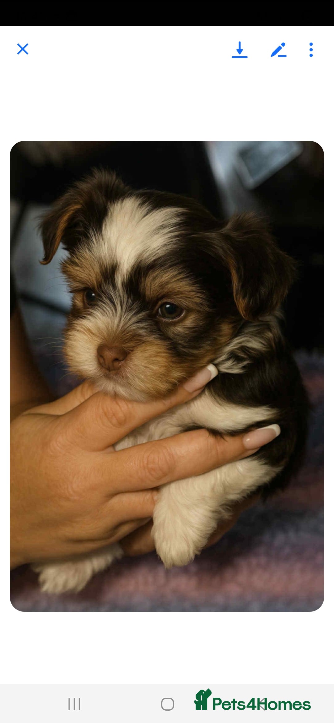 Biewer Terrier dogs for sale: Yorkshire  Biewer biro terrier puppies  - Image 3
