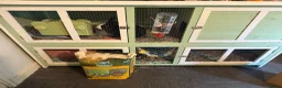 Mixed Breed rabbits for sale: Rabbit with hutch, food, etc. in London - Advert 1