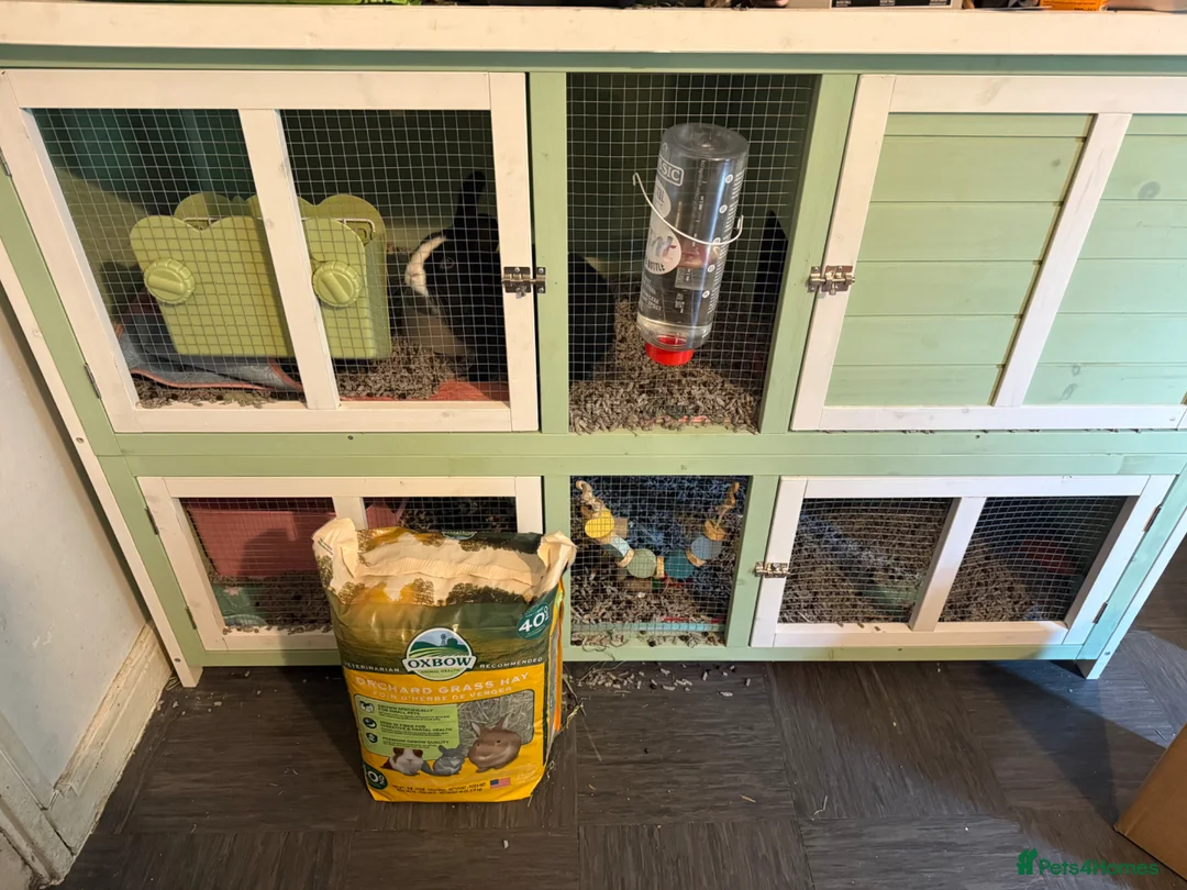 Mixed Breed rabbits for sale: Rabbit with hutch, food, etc. in London - Advert 1