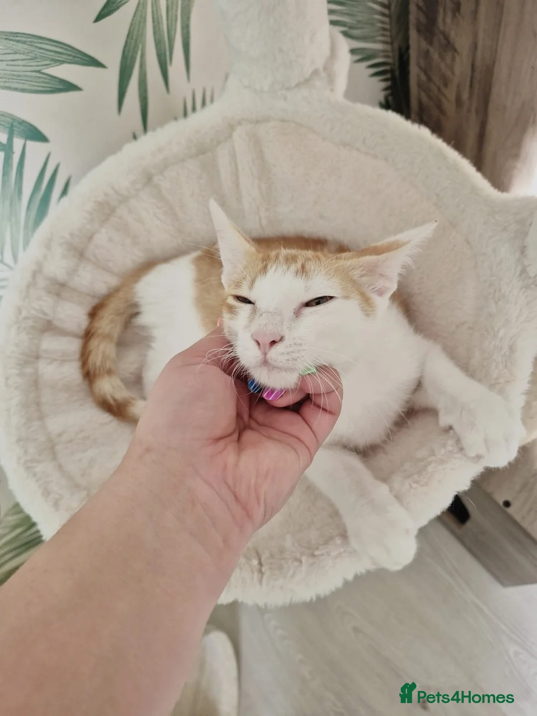 Mixed Breed cats for adoption:  🌽 Meet Corn in Edinburgh - Advert 5