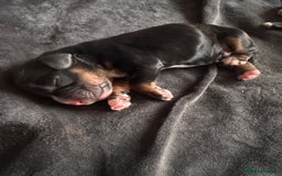 Cocker Spaniel dogs for sale: KC Cocker Spaniel Puppies  - Image 6
