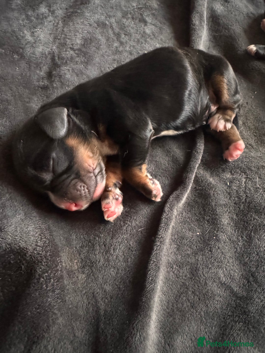 Cocker Spaniel dogs for sale: KC Cocker Spaniel Puppies  - Image 6
