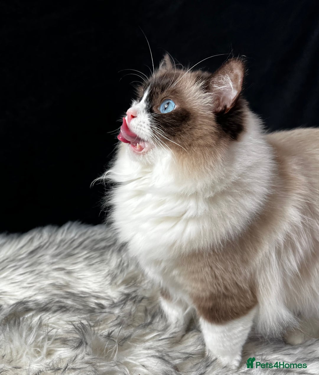 Ragdoll cats for sale: Ragdoll female ACTIVE GCCF registered  - Advert 17