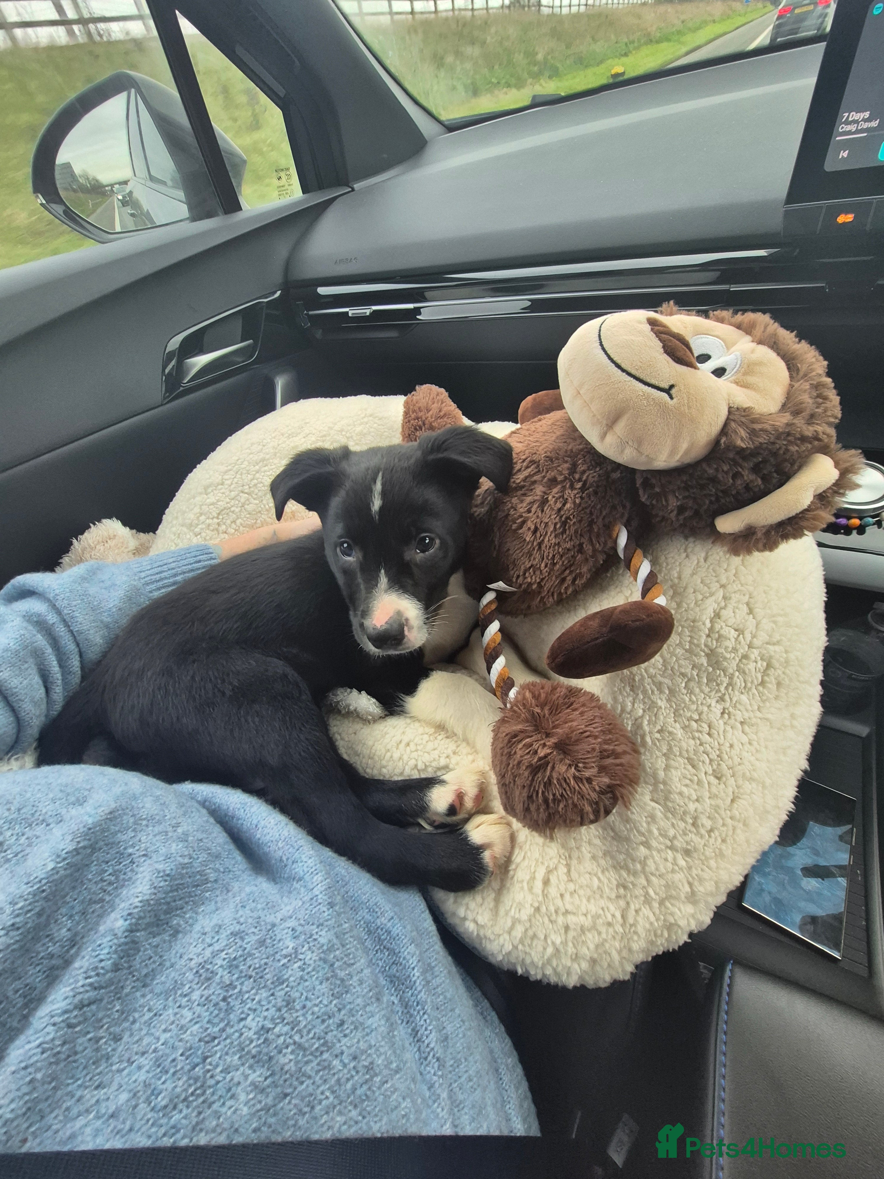 Mixed Breed dogs Australian Kelpie X Border Collie - Advert 1