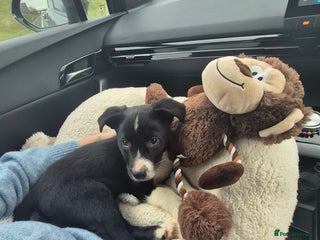 Mixed Breed dogs Australian Kelpie X Border Collie - Advert 11