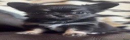 Chihuahua dogs for sale: Exquisite long coat chihuahuas  - Advert 6