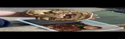 Python Snake reptiles for sale: Royal pythons and rack  in Burton-on-Trent - Advert 1