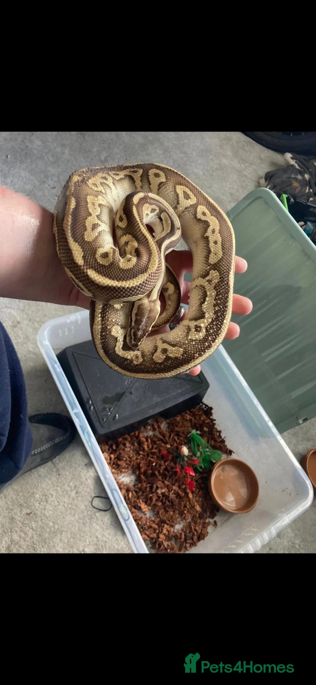 Python Snake reptiles for sale: Royal pythons and rack  in Burton-on-Trent - Advert 1