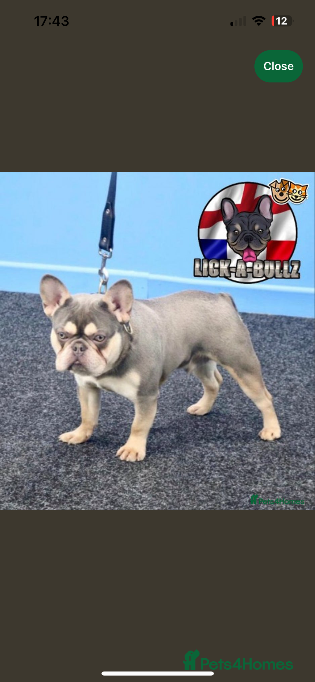 French Bulldog dogs for sale: kc registered french bulldogs - Image 11