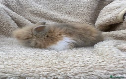 Lionhead rabbits for sale: Lionheads baby Bunnies  - Image 1