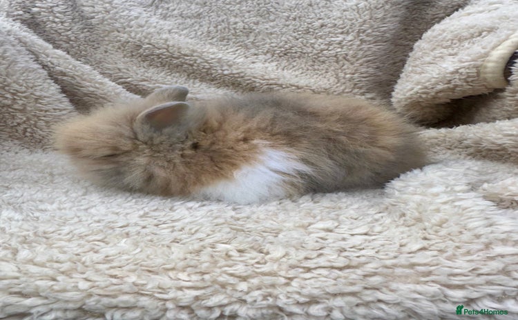 Lionhead rabbits - Advert 1