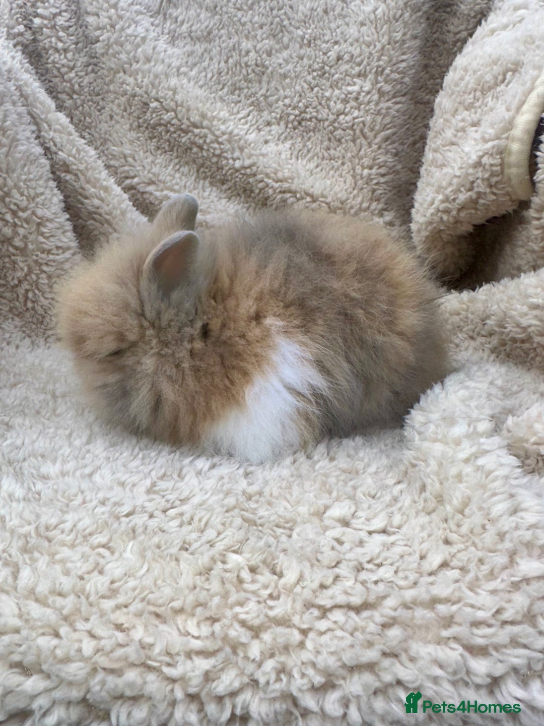 Lionhead rabbits for sale: Lionheads baby Bunnies  - Image 1