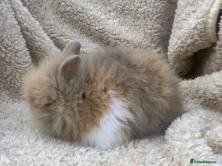 Lionhead rabbits - Advert 2