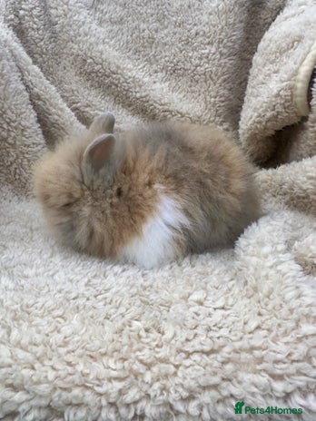 Lionhead rabbits - Advert 1