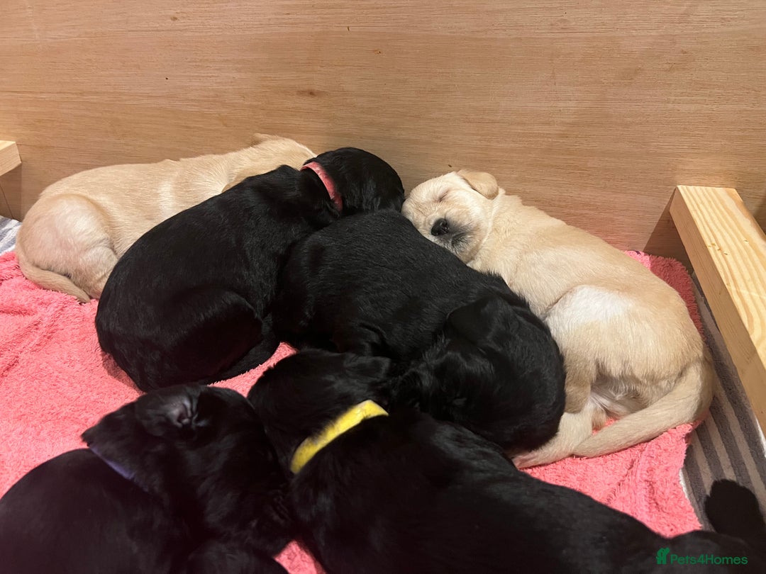 Mixed Breed dogs for sale: Adorable Sheeprador Pups Ready for Forever Homes! - Advert 3