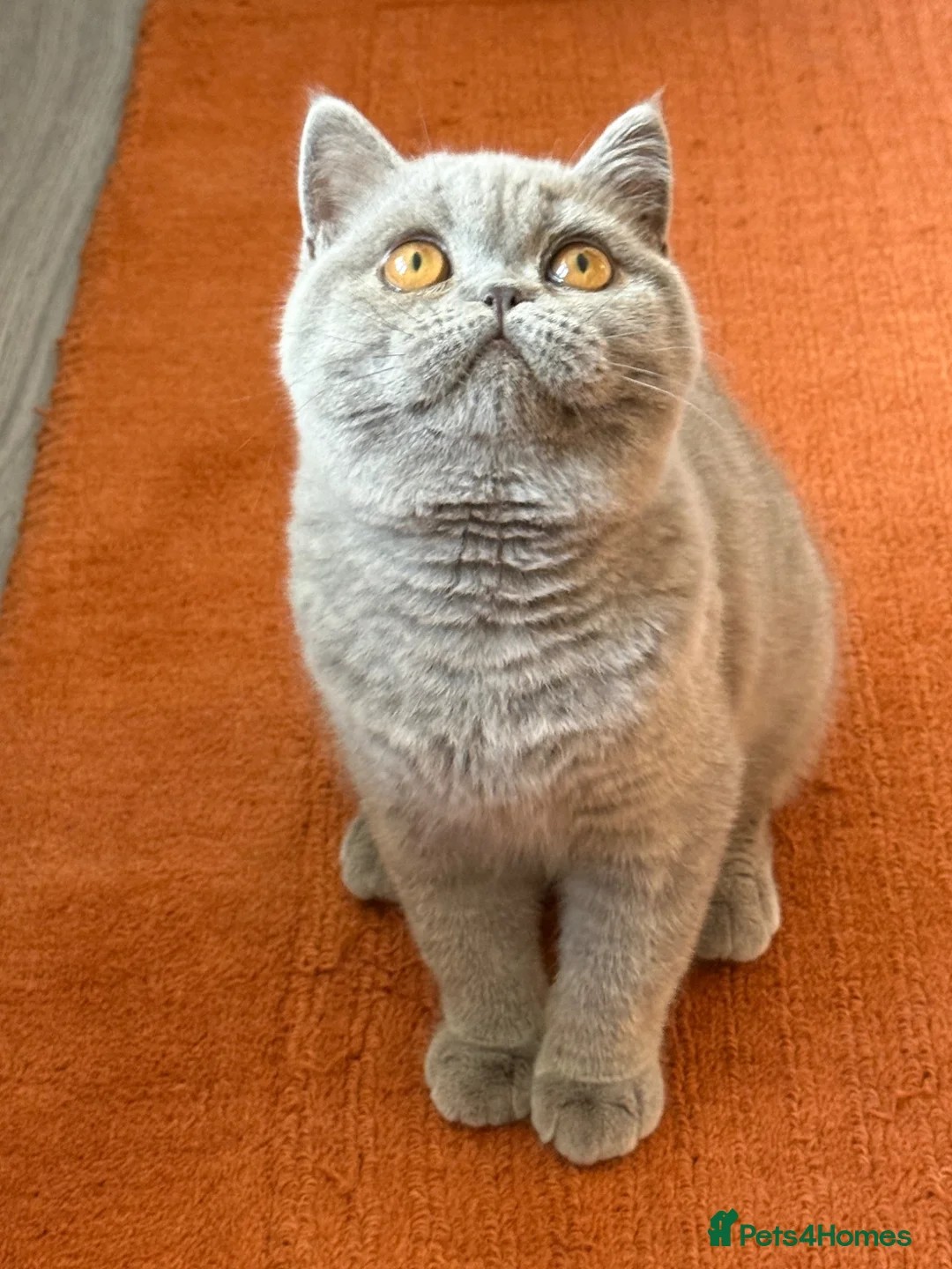 British Shorthair cats for sale: Show Quality pedigree BSH kitten ready to go now! - Advert 2