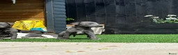 Whippet dogs for sale: Whipets Puppies - Advert 9