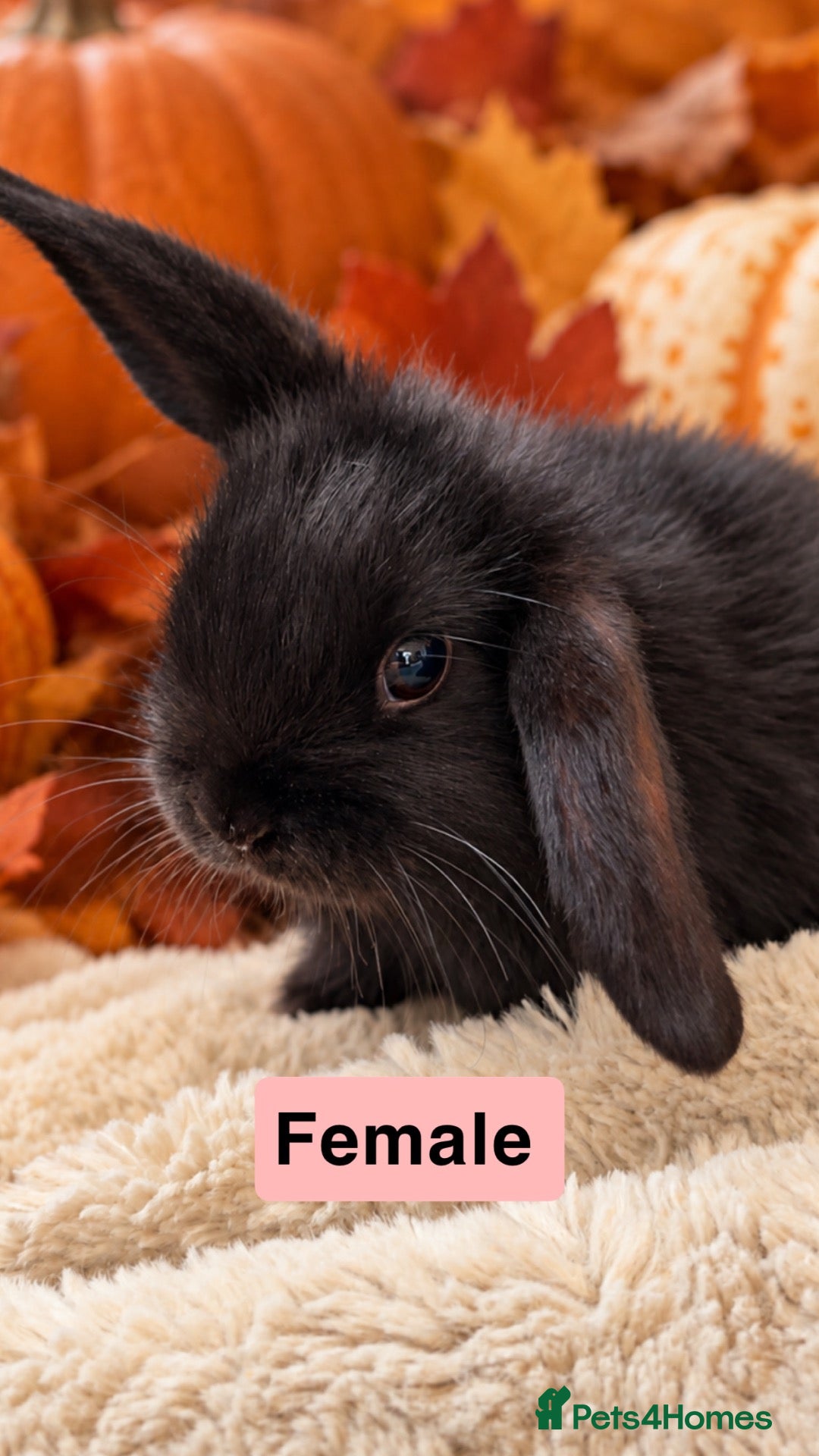 Mini Lop rabbits 🩶Beautiful Black & Grey Mini Lop Baby Rabbits🖤 - Advert 2