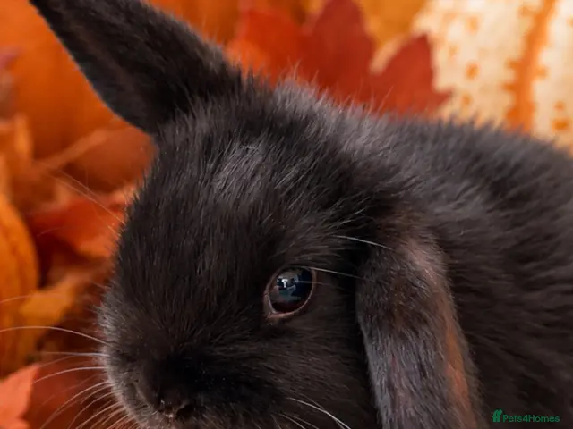 Mini Lop rabbits 🩶Beautiful Black & Grey Mini Lop Baby Rabbits🖤 - Advert 2