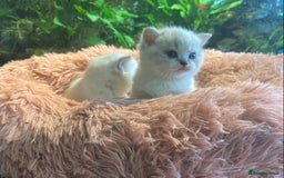 Munchkin cats for sale: Full Pedigree Munchkin kittens - Image 1