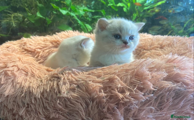 Munchkin cats - Advert 1