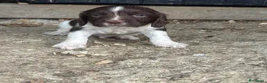 English Springer Spaniel 1