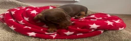 Miniature Dachshund dogs for sale: Miniature chocolate and tan dachshund in Leeds - Advert 5