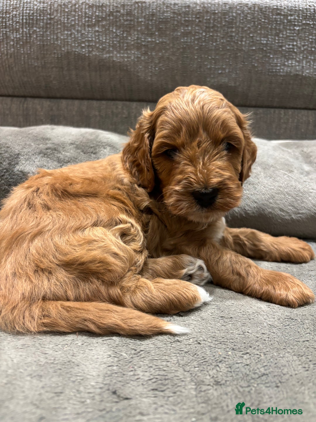 Cockapoo dogs for sale: Red cockapoos *DNA CLEAR* - Advert 9