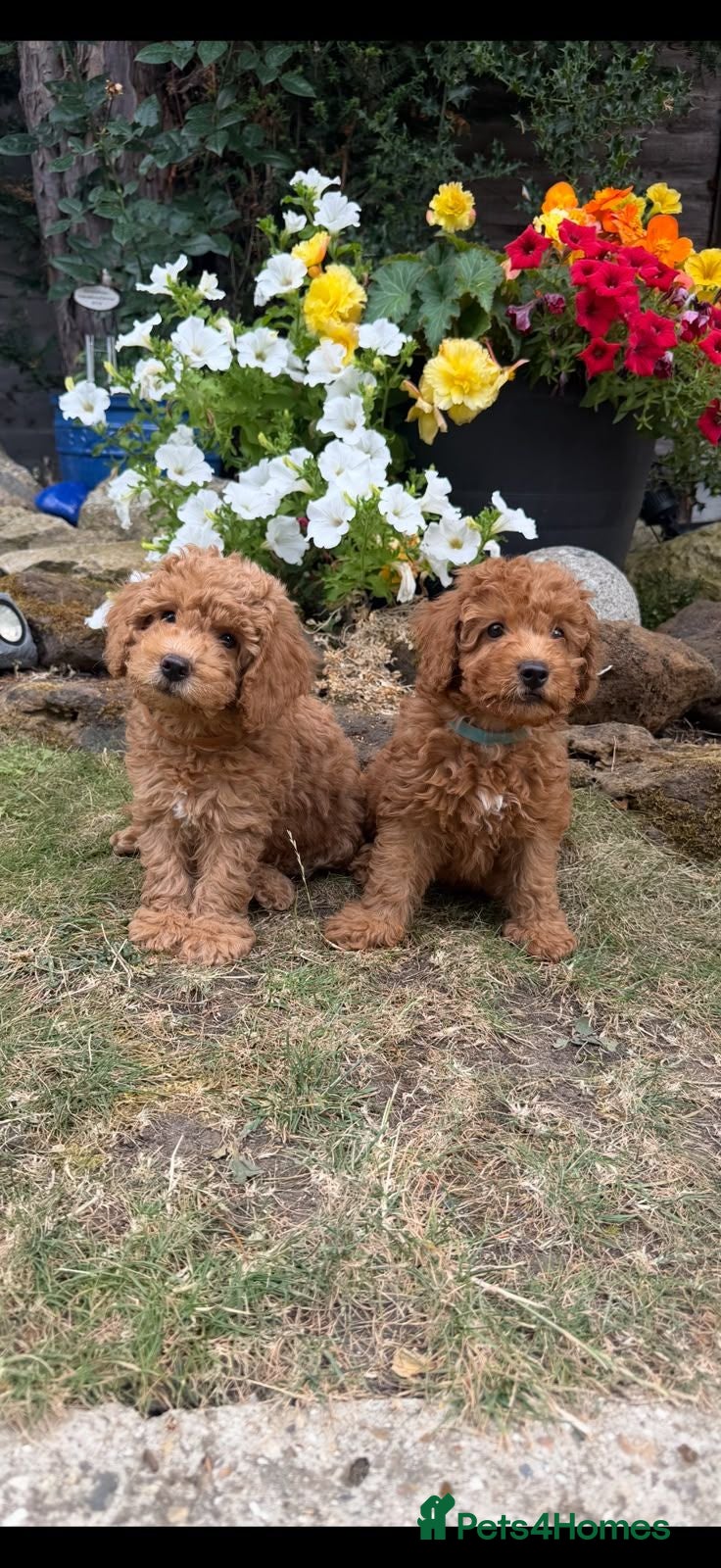 Cockapoo dogs Ready to go - F1b Cockapoo Puppies - Advert 1