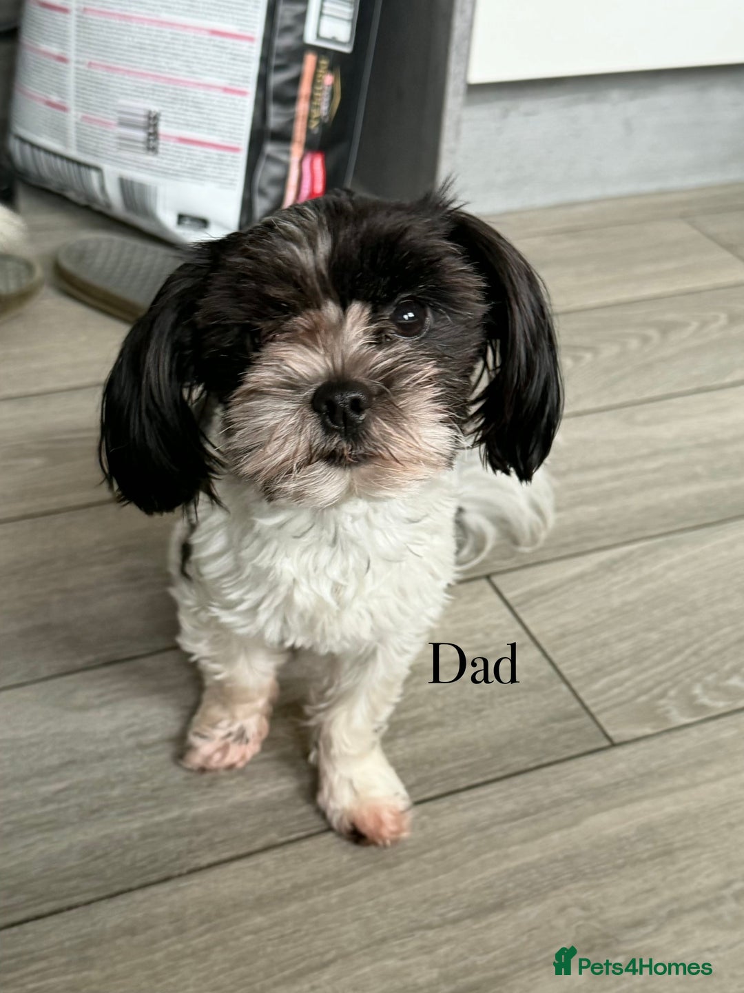 Yorkshire Terrier dogs for sale: For sale Tiny Yorkshire Terrier - Advert 4