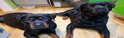 Rottweiler dogs for sale: ROTTWEILER PUPPIES FOR SALE  - Advert 32