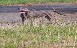 American Bulldog dogs for sale: American bulldog  - Image 1